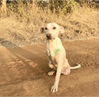  ?? Picture: Supplied ?? BEST FOOT FORWARD. Eddie, the two-legged dog, was initialy found lying next to a train track in Groot Marico in May last year.