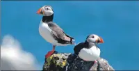  ??  ?? Puffin numbers are falling in Orkney and Shetland.