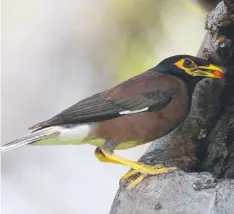  ??  ?? DETESTED: The common myna is an environmen­tal pest.