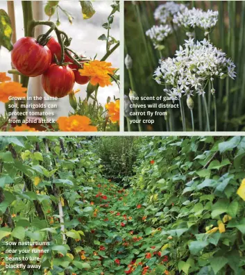  ??  ?? Grown in the same soil, marigolds can protect tomatoes from aphid attack
Sow nasturtium­s near your runner beans to lure blackfly away
The scent of garlic chives will distract carrot fly from your crop