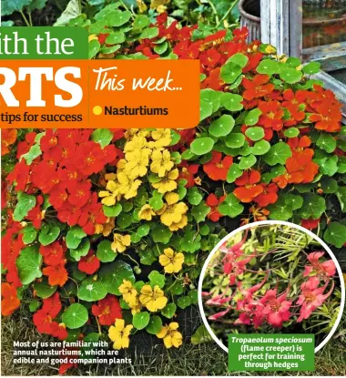  ??  ?? Most of us are familiar with annual nasturtium­s, which are edible and good companion plants (flame creeper) is perfect for training through hedges Tropaeolum speciosum