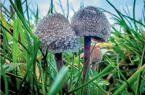  ?? GETTY IMAGES ?? Moves are under way to make psilocybin – the mind-altering compound found in so-called magic mushrooms – legally available to terminally ill patients across the US.