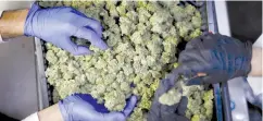  ?? ( Amir Cohen/ Reuters) ?? BRITISH COMPANY ITH Pharma will purchase approximat­ely one ton of cannabis oil from Tikun Olam Cannbit per year, likely starting December 2020. This move is part of Tikun Olam Cannbit’s European expansion.