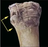  ??  ?? Rolf's hock joint has normal but mummified ligament fibers.