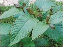  ?? WIKIMEDIA COMMONS VIA WASHINGTON POST ?? Kratom leaf can produce a mild psychotrop­ic effect.