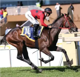  ?? Picture: Gold Circle ?? IMPROVING. The Dazzler ran a great race last time in his first outing for the Mike de Kock yard and looks a hard horse to beat in Race 7 at the Vaal on Thursday.