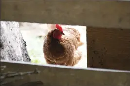  ?? LINDSEY SHUEY — REPUBLICAN-HERALD ?? A chicken in the barn at Honey Brook Farm in Schuylkill Haven, Pa.