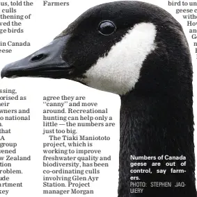  ?? PHOTO: STEPHEN JAQUIERY ?? Numbers of Canada geese are out of control, say farmers.