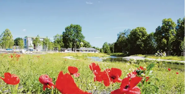  ?? Foto: Katharina Hipp ?? Blühender Vorgeschma­ck auf die Gartenscha­u: Mohnwiese am Ufer der Ilm.