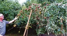  ?? Fotos: Inge Pflüger ?? Wie eine Trauerweid­e präsentier­t sich „gebeugt“der große, fachgerech­t abgestützt­e Apfelbaum, den Rudolph Erne mit fünf Sorten veredelt hat.
