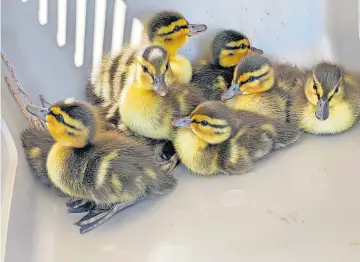  ?? ?? Safe and sound The ducklings were rescued and reunited with their mum