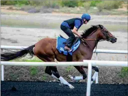  ?? NAOMI TUKKER/DUBAI RACING CLUB ?? Thunder Snow trains at the Al Quoz training center as he prepares for Saturday’s Al Maktoum Challenge Round 3.