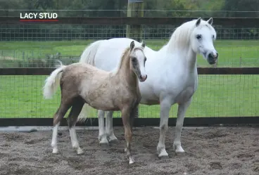  ??  ?? Fouroaks Coco Chanel (grey) is one of the few ponies that the Tibbeys own and show