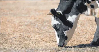  ?? FOTO: DPA/JAN WOITAS ?? Die anhaltende Trockenhei­t bereitet den Landwirten Sorgen. Futter auf den Wiesen für die Kühe gibt es kaum noch.