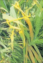  ?? HT PHOTO ?? Officials say if the temperatur­e remains between 15°C and 20°C with humidity above 80%, it helps yellow rust to spread.