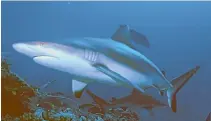  ??  ?? A grey reef shark swims in tropical waters. It is one of many species hunted for the squalene contents of its liver.