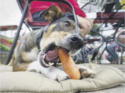  ?? Foto: dpa ?? Gemüse ist in der Regel unbedenkli­ch für Hunde.