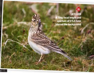  ??  ?? 08 skylark A long focal length and aperture of f/5.6 have blurred the background