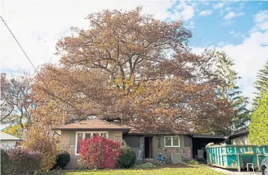  ?? CARLOS OSORIO/TORONTO STAR ?? The 350-year-old red oak, in a North York resident’s backyard, is the city’s oldest tree. It’s now the subject of a citizens’ push to buy the property and turn it into a park to save the tree.