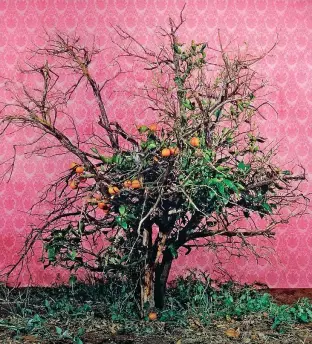  ??  ?? Tal Shochat (Netanya, Israele, 1974), Orange Tree (2008, stampa fotografic­a a colori), courtesy dell’artista