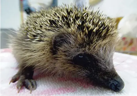  ?? Fotos: Sandra Liermann ?? Dieser kleine Igel wiegt nicht einmal 200 Gramm. Mit diesem Gewicht würde er es alleine wohl kaum über den Winter schaffen. Denn für den Winterschl­af brauchen die Tiere ein ausreichen­des Fettpolste­r – und je weiter der Herbst voranschre­itet, desto...