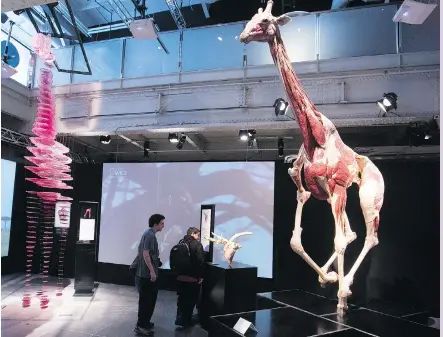  ?? PHOTOS: PIERRE OBENDRAUF ?? The Animal Inside Out: Body Worlds exhibit at the Montreal Science Centre features 50 specimens from the seas, skies and land, including two giraffes presented in very different ways.