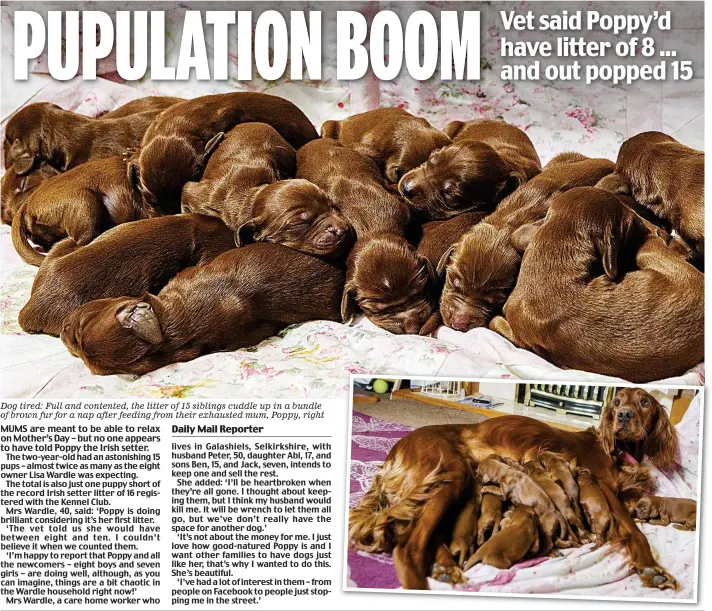  ??  ?? Dog tired: Full and contented, the litter of 15 siblings cuddle up in a bundle of brown fur for a nap after feeding from their exhausted mum, Poppy, right