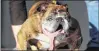  ??  ?? Zsa Zsa, an English Bulldog owned by Megan Brainard, stands onstage after being announced the winner of the World’s Ugliest Dog Contest at the Sonoma-marin Fair in Petaluma, Calif., on June 23.