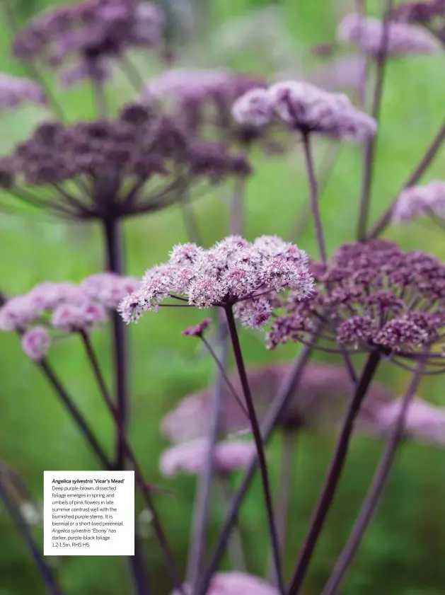  ??  ?? Angelica sylvestris ‘Vicar’s Mead’
Deep purple-brown, dissected foliage emerges in spring and umbels of pink flowers in late summer contrast well with the burnished purple stems. It is biennial or a short-lived perennial. Angelica sylvestris ‘Ebony’ has darker, purple-black foliage. 1.2-1.5m. RHS H5.