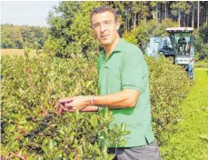  ?? FOTO: KARIN KIESEL ?? Jörg Waggershau­ser bei der Ernte der Aronia-Beeren in Bad Waldsee. Noch bis Mitte nächster Woche können Selbstpflü­cker auf den Hof kommen.