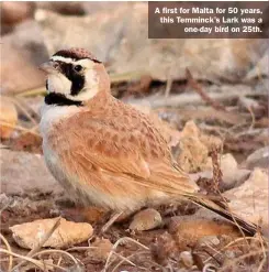  ??  ?? A first for Malta for 50 years, this Temminck’s Lark was a one-day bird on 25th.