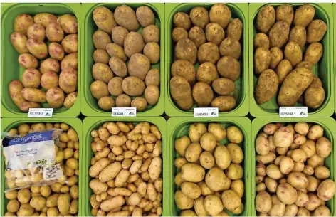  ??  ?? AR CHIV - 0 3 .0 9 .2 0 1 4 , N iedersachs­en, Springe: V erschieden­e Kartoffels­orten werden auf der Internatio­nalen Kartoffelf­achmesse PotatoEuro­pe 2 0 1 4 präsentier­t.