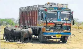  ?? GULAM JEELANI/HT ?? The cattle transporte­rs take a break on their way from Nasirabad.