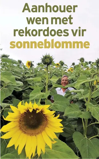  ?? FOTO: MEYER KOTZÉ ?? LINKS: Mnr. Christo Beukman loer agter een van die reusesonne­blomme uit in ’n land wat in 2019-’20 die hoogste opbrengs in Pioneer se jaarlikse Weeg-en-Wenkompeti­sie gelewer het.