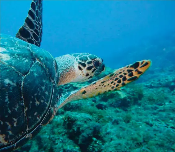  ??  ?? Der er omfattende dokumentat­ion for, at den globale opvarmning fører til en mere og mere skæv kønsfordel­ing hos bl.a. skildpadde­r. Her betyder det et overtal af hunner. Arkivfoto: Johnny Frederikse­n/ritzau Scanpix