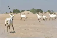  ??  ?? RUNNING FREE: Bringing herds of Arabian Oryx back into the wild is a project that started way back in 1968 in Al Ain City.