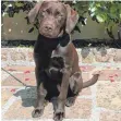  ?? FOTO: PRIVAT ?? Mit acht Wochen kam die heute zweijährig­e Labrador-Hündin LaVie zu ihrer Halterin.