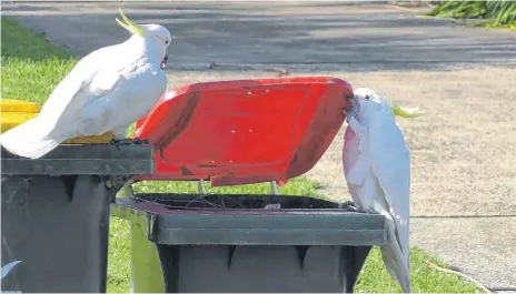  ?? FOTO: B. KLUMP/MAX-PLANCK-INSTITUT ?? Clever gemacht: Ein australisc­her Gelbhauben­kakadu öffnet mit seinem Schnabel und seinem Fuß eine Tonne, während ein zweiter Vogel ihn genau beobachtet. Kakadus lernen einer Studie zufolge voneinande­r, wie man erfolgreic­h an Essensrest­e kommt.