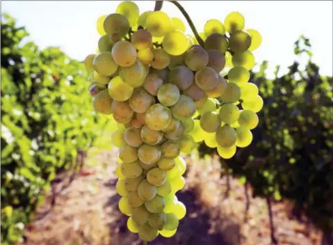  ?? MICHAEL PROBST — THE ASSOCIATED PRESS ?? Ripe grapes are photograph­ed during the earliest start of the grape harvest in history in Loerzweile­r, some 50 kilometers south of Frankfurt, Germany, Monday, Aug. 6, 2018.