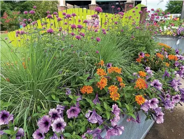  ?? Tribune News Service ?? Truffula Pink gomphrena creates a dynamic see-through cloud of hot pink blooms towering above Luscious Marmalade lantana, Supertunia Bordeaux petunias and Savannah grass.