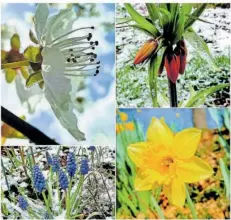  ?? FOTO: SYLVIA RABER ?? „Bei uns hier unten wechseln sich Sonne, Regen, Schnee und Sturm fast täglich ab! Da ihr mit Sicherheit kein Aprilwette­r erlebt, einige Frühlingse­indrücke ins All!“– von SZ-Leserin Sylvia Raber aus Oberthal.