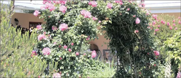  ?? PICTURE: LUKAS OTTO ?? ‘Blossom Magic’ is a vigorous climber that is perfect for a covered archway.