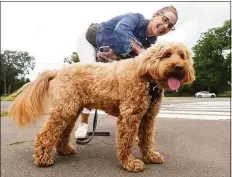  ?? ?? Ellyn Weitzman walks her goldendood­le Mookie at Longshore Club Park on Wednesday.