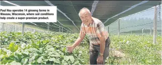 ??  ?? Paul Hsu operates 14 ginseng farms in Wausau, Wisconsin, where soil conditions help create a super-premium product.