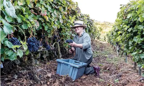  ?? ?? María José Yravedra, directora de la Bodega Ronsel do Sil, en la DO Ribeira Sacra.