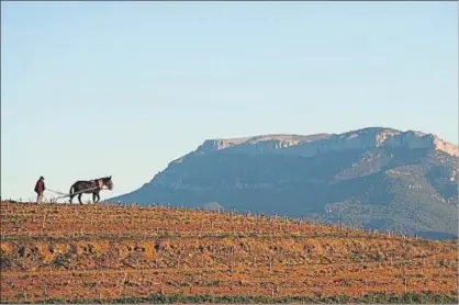  ?? ARCHIVO ?? Un payés ara con método tradiciona­l en una finca vinícola del Priorat