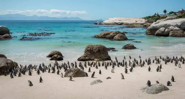  ??  ?? BELOW
‘Tropical’ sea colour combined with comical subjects provides endless photograph­ic scope at the Boulders penguin colony at Simon’s Town.