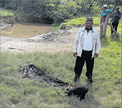  ?? Picture: MANDILAKHE KWABABANA ?? PAINFUL SIGHT: Farmer Xolani Haya and local herdsmen inspect a cow slaughtere­d by stock thieves in the bushes in Zozo location, Kwelerha