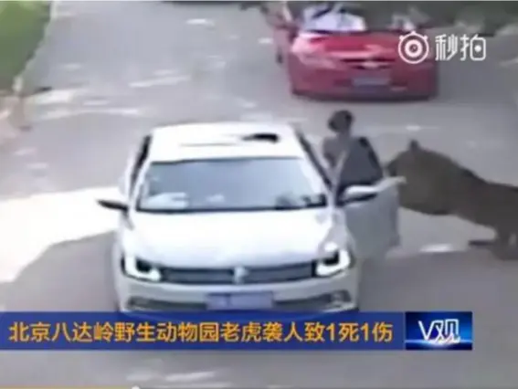  ?? (CCTV/China News) ?? Footage shown on Chinese news shows a tiger attacking a woman