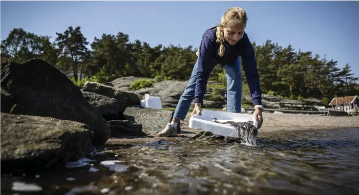  ?? BILDER: HENRIK JANSSON ?? Karin Martinsson, projekting­enjör 8-fjordar släpper ut ålyngel i Kungälv.